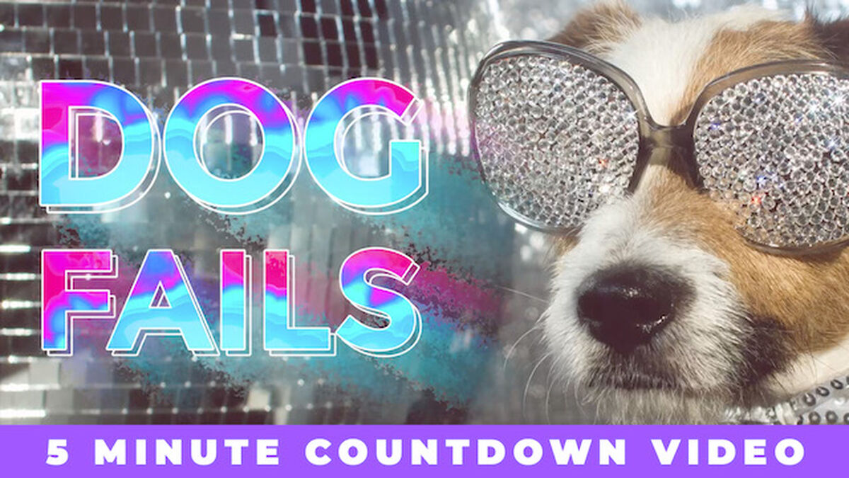Dog Fails Countdown Video image number null